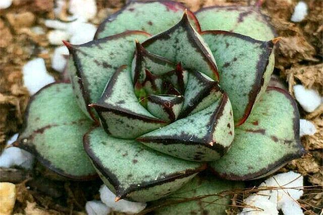 好养又好看的多肉大和锦，学会这“3招”，枝叶茁壮，绚烂多姿