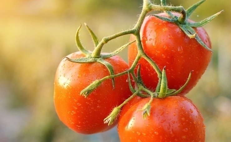 菠菜|西红柿与此物是天生的好搭档，常吃气血足了，皮肤白了，视力好了