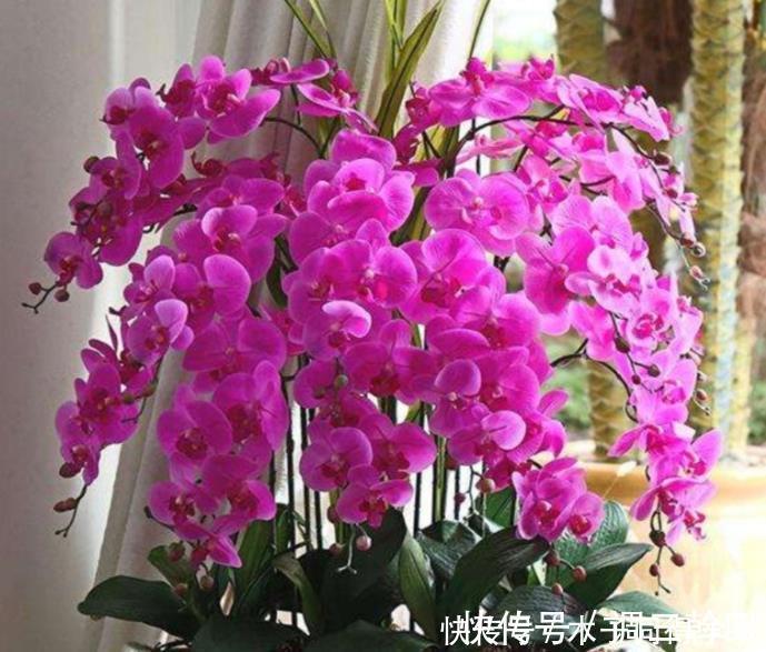 水溶液|最香的4种花，家养一盆，满屋飘香，花开爆盆美如花