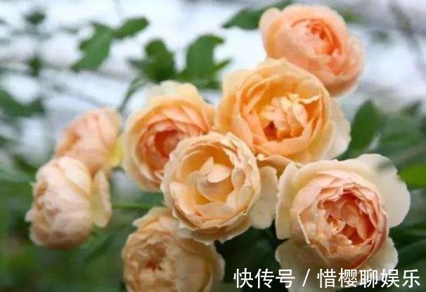 玫瑰|喜欢菊花，不如养盆“玫瑰精品”无名的裘德，水果香味，清秀迷人