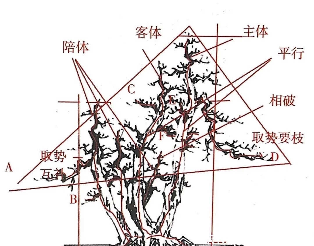 树桩造型是保留双干、三干还是多干，还得树桩自己说了算！