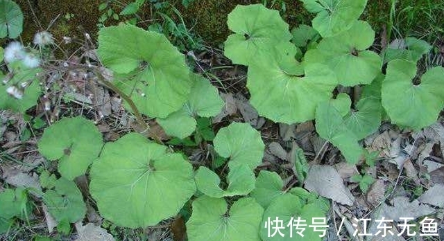美味|看到就想吃的野菜,叶似南瓜叶,用来炒鸡蛋是一绝,营养又美味