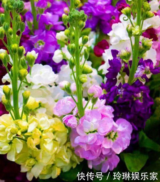 养花就养这几款,花朵小巧玲珑,瑞气盈门、花开富贵