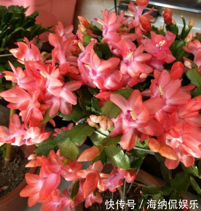 家里阳台养此款花,新手也能养爆盆,好养又漂亮,开花特别多!