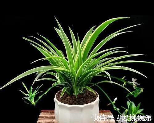 家里什么植物都可以不养,唯独这4种花万万要摆,身体越住越健康