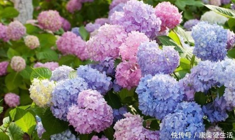 4种花漂亮又好养,比牡丹好看,养上一盆四季欣赏,好养活还不贵