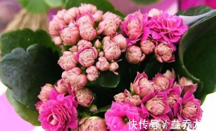 此几种花卉号称开花机器,花开一茬一茬,斗色争妍美极了