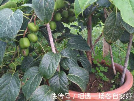 苹果树|阳台再小,也要养4种果树,植株矮小,结果颇多,还能当盆栽欣赏