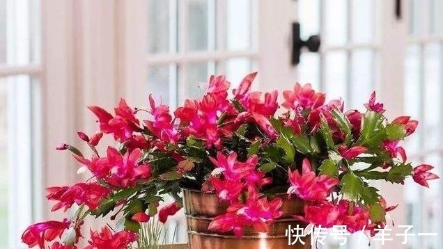 小雪后,养什么花?以下3种“健康花”,寓意健健康康平平安安