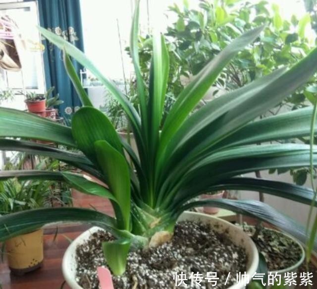 侧芽|发现君子兰“鼓大包”,一定要重视,原因有3个,其中两个是惊喜