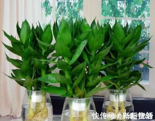 富贵竹|新房子就养这种花，专“吃”甲醛，大气又好养，四季常绿长满盆