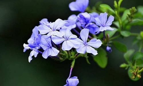  很漂亮|零差评的4种花，花朵很漂亮，四季开花，养护容易