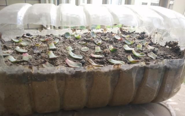 白根|只要家里有油桶,就不用花钱买花盆多肉种在油桶里,叶子胖嘟嘟