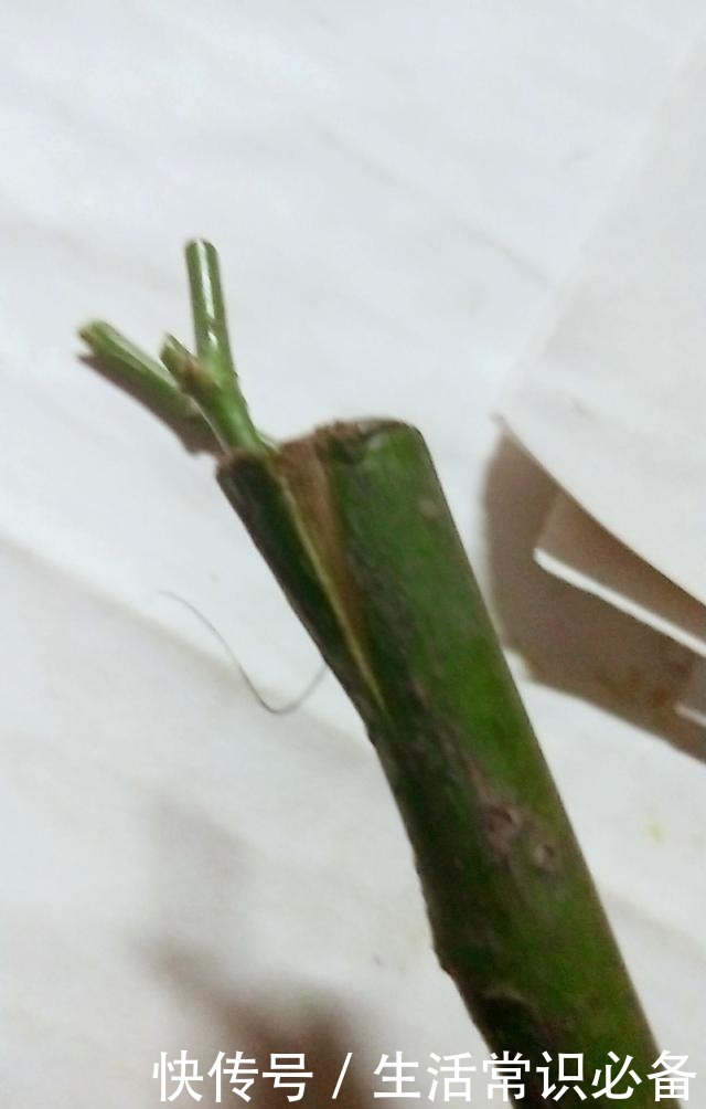 普通的月季苗，他养2年，变成一棵大花树，咋做到的！