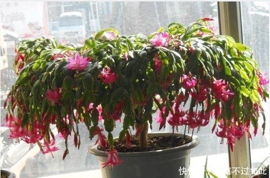 蟹爪兰夏季浇水浇透,那是在害死它,这样浇水才能开花爆盆