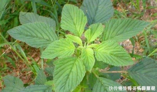 养心平肝降三高|农地里一种野菜,养心平肝降三高,被称为餐桌上的“胰岛素”
