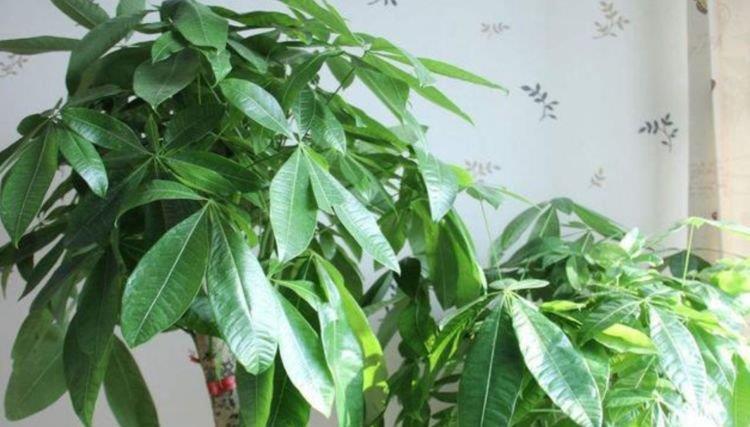 家里就养3种花,高端大气又旺财,2021年鸿运当头,福运迎门!