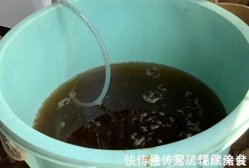 自来水|茉莉花，天生就是“醋坛子”！夏季1个月浇3次，叶不黄开花旺