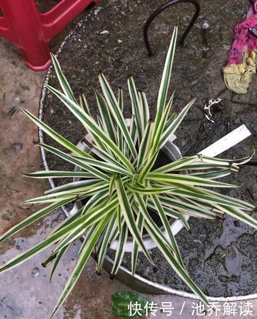 十种防辐射的绿植,装点家居好帮手,还能净化空气防辐射