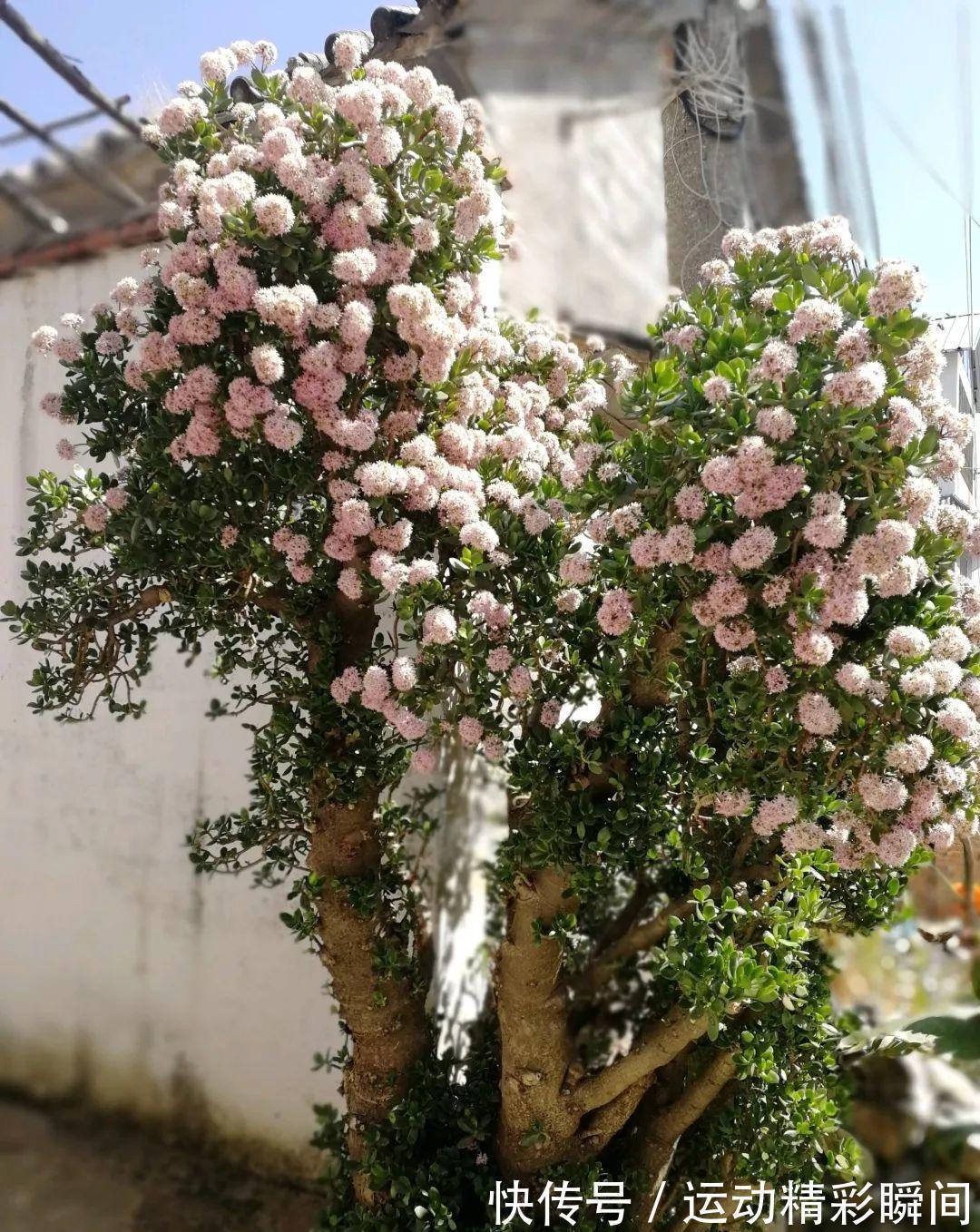 天冷需要多晒的“8种花”，有些还要“断粮少水”，不然熬不过冬