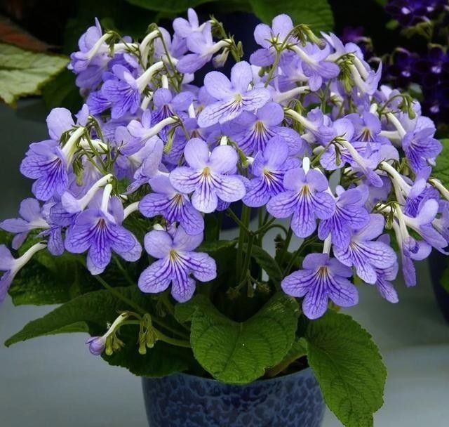 15种耐阴花,室内光照不足,照样花开不断!