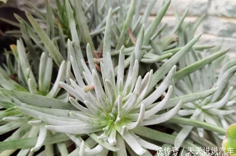 多肉疯长需要修剪吗?不需要,我们做到这几点多肉就能变美会