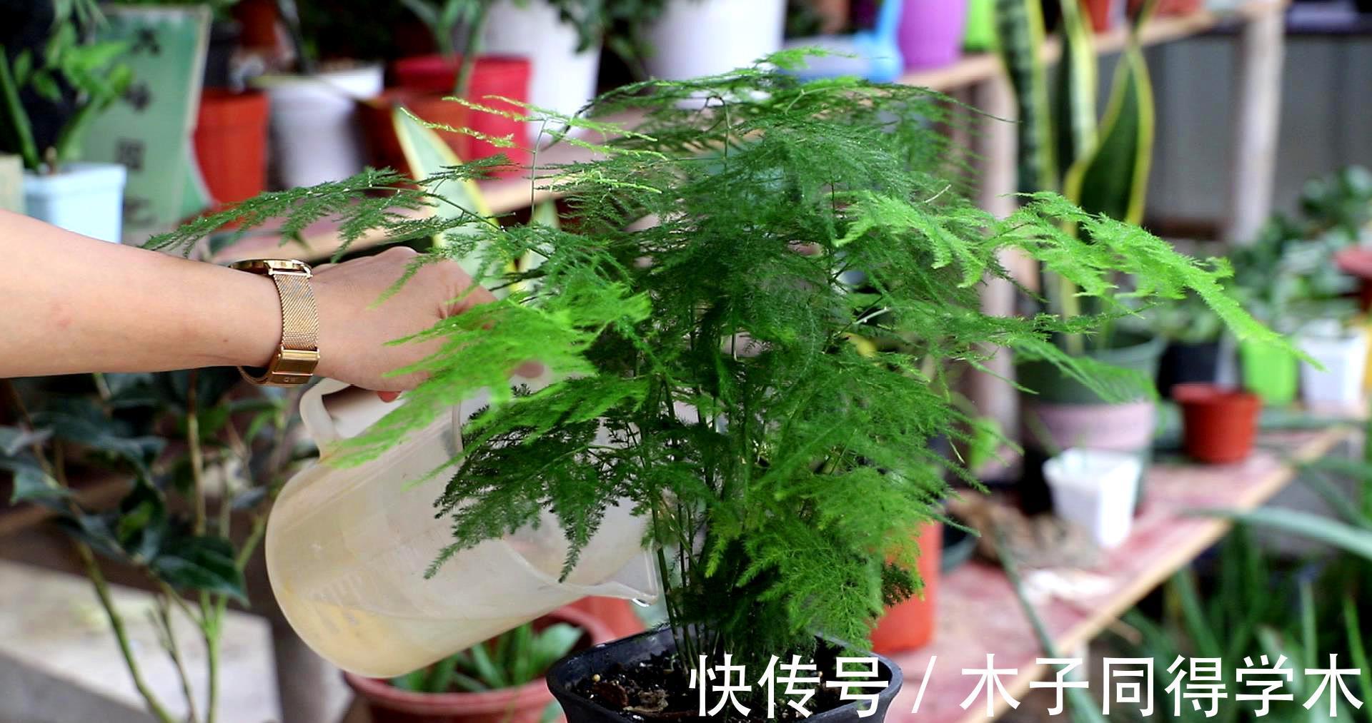 养花|新手养花“黑名单”,买了也养不活,谨慎买这些花