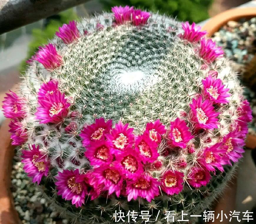 九种皮实花,多晒少管长得好,养成老桩更高档,绿萝没上榜