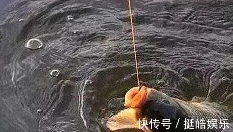 夜钓鲤鱼,真的不用吹,这套钓法最管用,大鲤鱼接连入护
