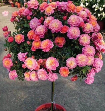 有钱没钱养“它”,比蔷薇花艳,比玫瑰好养,花开上百朵,开90天