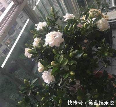 叶面|想要栀子花根壮叶绿,花开百朵,每天给它喝点这个,想不开花都难