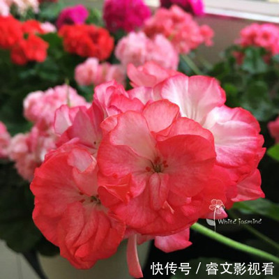 阳台种了30多种天竺葵,美不胜收,客人来了都舍不得走