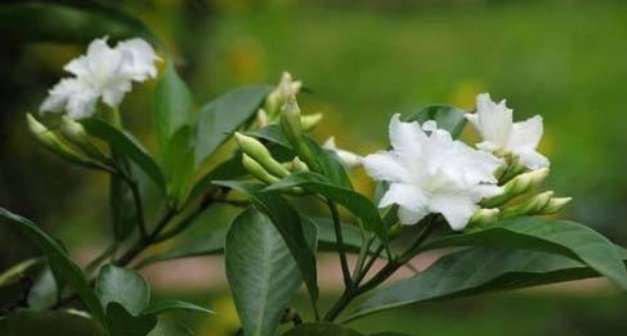 肥料|逛花市碰到5种花,不要有顾虑,什么季节都能买,它们是真好养