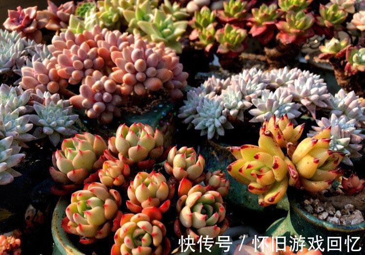 症状|多肉的黑腐病是什么症状,应该怎么正确处理