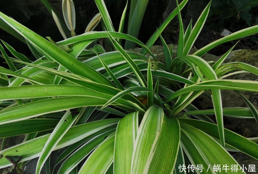 油绿|想让吊兰爆盆？容易！这么养护，叶子油绿养眼，年年疯长不停