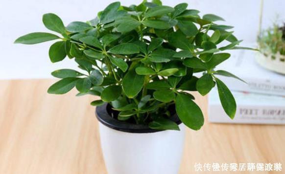 这些花卉很常见,养好了很好看,青葱翠绿,枝繁叶茂