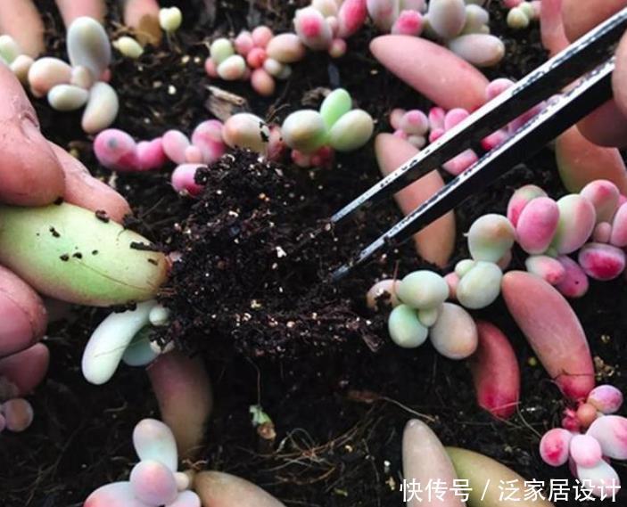 冬天养多肉,温度合适别闲着,叶插发芽欢乐多,长成仔仔多快乐!