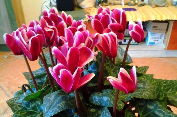 农历九月二十五霜降后，养什么花？以下3种花，年年如意岁岁平安