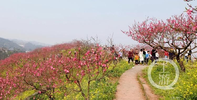 中年|桃花缤纷开 赏花正当时