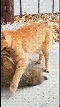 |搞笑GIF趣图:养了三年的狗子,但看这眼神,我知道该吃狗肉了