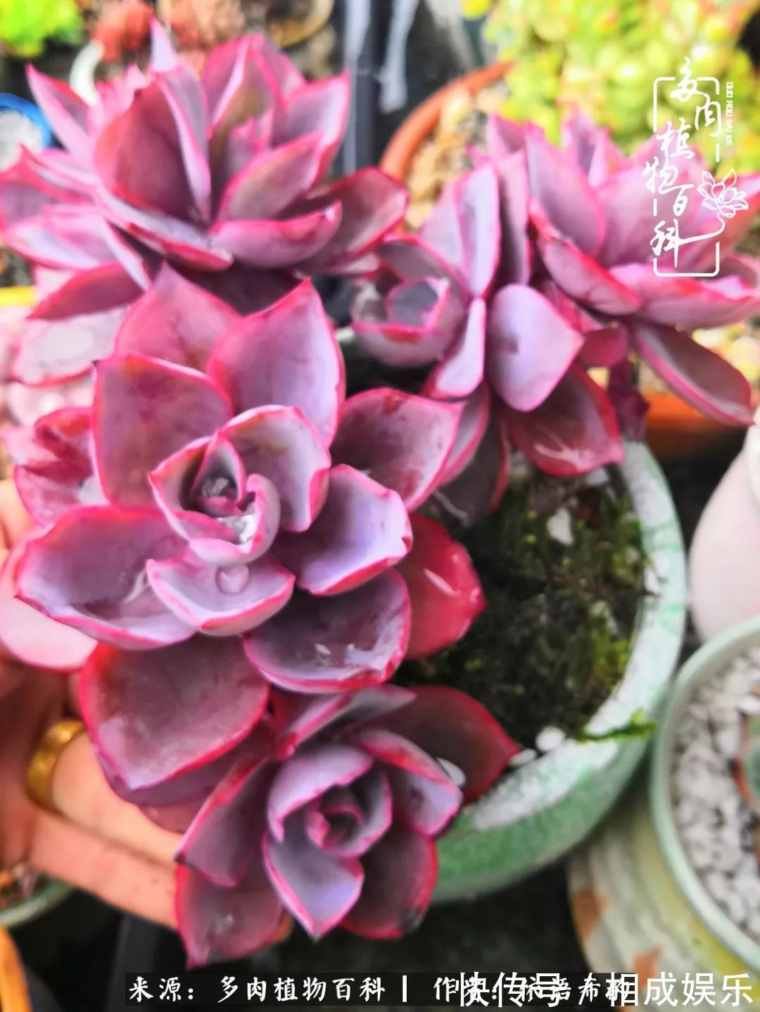 何以解忧，唯有多肉！目光所及，皆是喜欢！