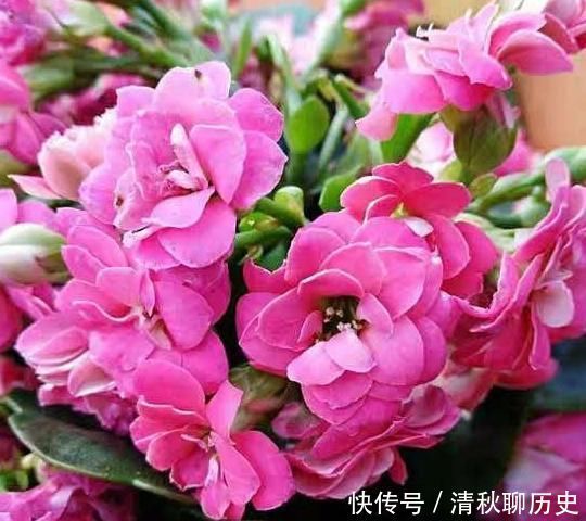 是灌根好?还是喷叶子好?“磷酸二氢钾”你用对了吗?