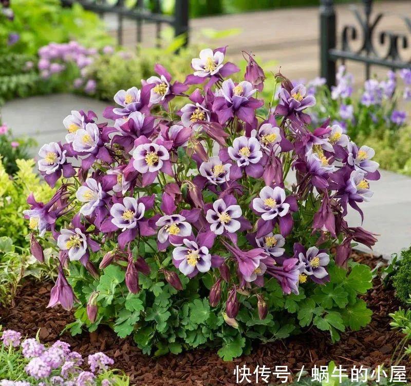 名字土掉渣、开花却很漂亮的8种花,你家养过几种?