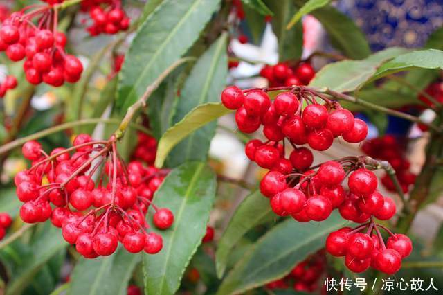 人称“百两金”,果实能吃,种子可榨油,制作盆景价更高