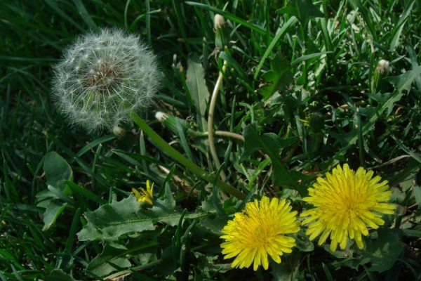 禁忌|一杯蒲公英，一家人住进医院，蒲公英的3大禁忌，为人家早了解