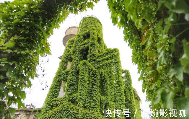 小院子|家里有小院子,三种花草不要种,容易泛滥招蛇虫,很多人都害怕