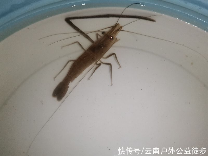 昆明|昆明周边楚雄鱼跳楼水库夜钓，老坛玉米挂钩，天亮终获野生大鲤鱼