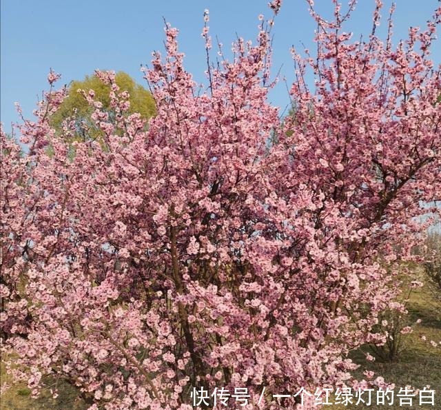 院子里养1种花,既低温又耐干旱,春天满树繁花真漂亮!