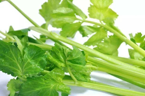 兔肉|芹菜的“死对头”,两者不能一起吃,尤其最后一种,早知道早受益