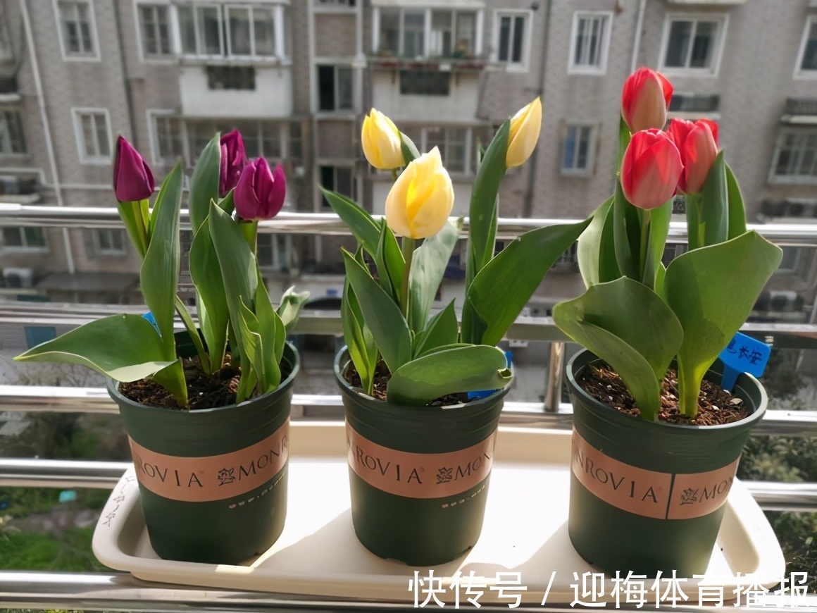 你养的花,可能是“毒花”,盘点8种常见毒花